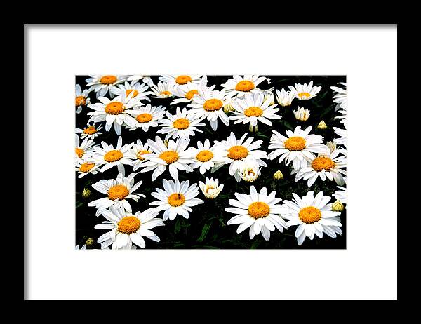 Patch Of Daisies Framed Print featuring the photograph Fields Of Daisies by Pat Cook