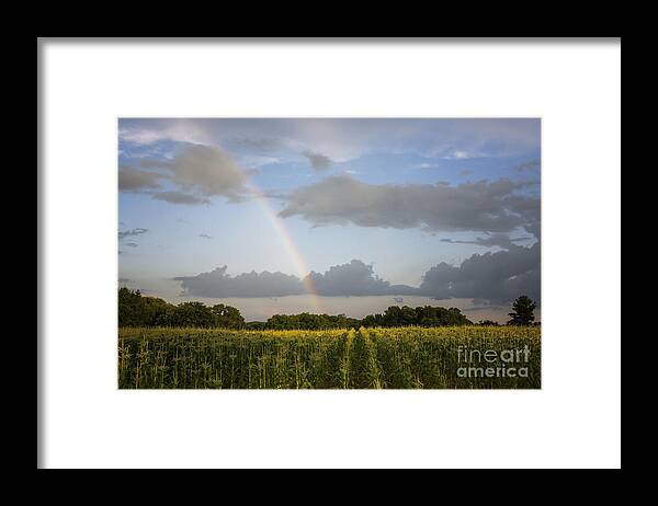 Rainbow Framed Print featuring the photograph Fields Of Gold by Dan Hefle
