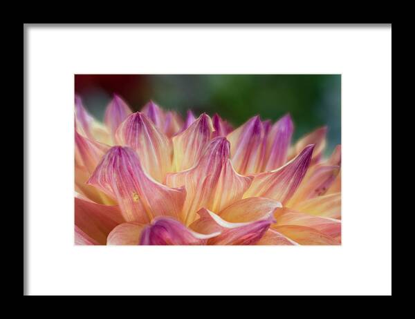 Flower Framed Print featuring the photograph Fields of Petals by Greg Nyquist