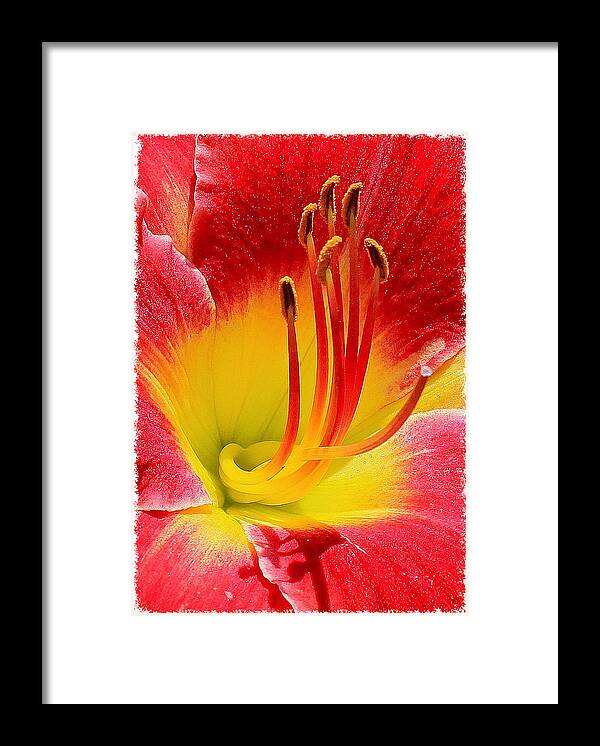 Nature Framed Print featuring the photograph Flower 5 by Albert Fadel