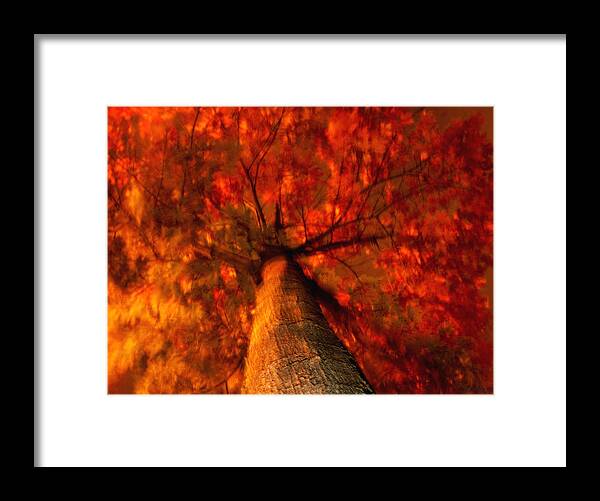 Nature Framed Print featuring the photograph Fiery Tree by Joseph Hedaya