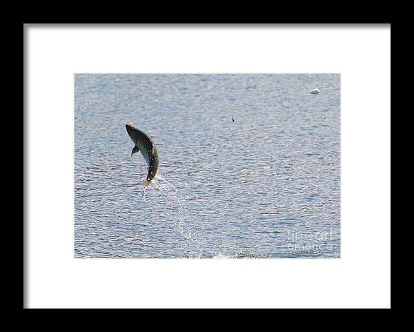 Chinook Salmon Framed Print featuring the photograph Fighting Chinook Salmon by Michael Dawson
