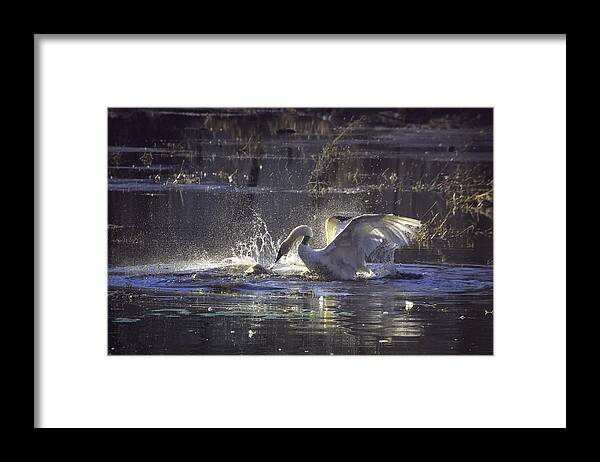 Trumpeter Swans Framed Print featuring the photograph Fighting Swans Boxley Mill Pond by Michael Dougherty