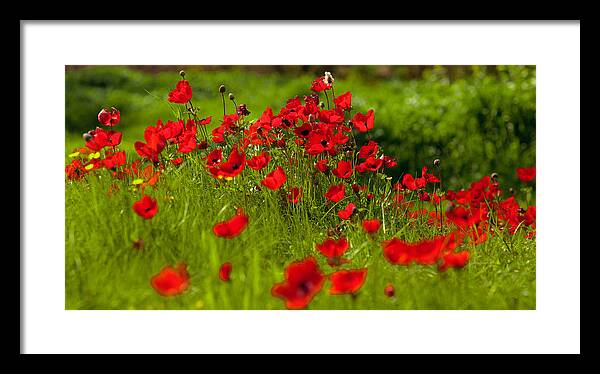 Anemones Framed Print featuring the photograph Filed of Anemones by Uri Baruch