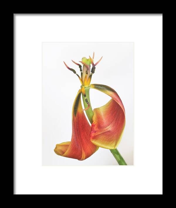 Bloom Framed Print featuring the photograph Final Dance by David and Carol Kelly