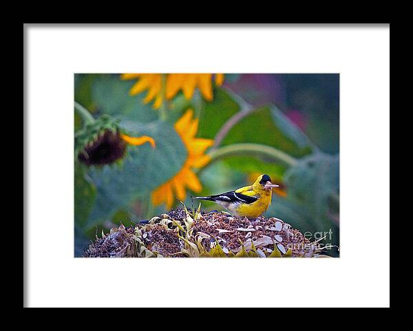 Sunflower Framed Print featuring the photograph Finch Feast by Gwyn Newcombe
