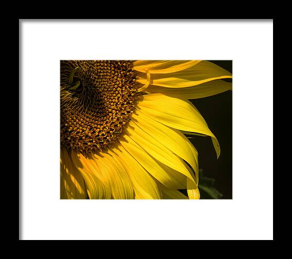 Sunflower Framed Print featuring the photograph Find the Spider in the Sunflower by Belinda Greb