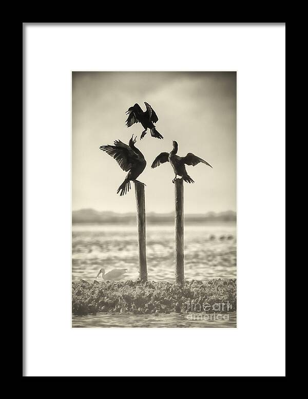 Bird Framed Print featuring the photograph Find Your Own Perch by Richard Mason
