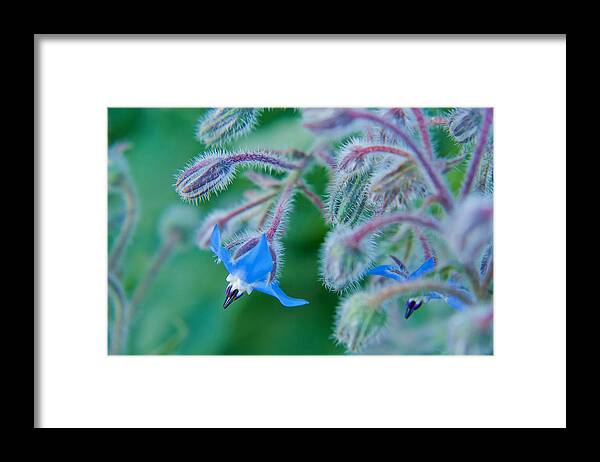 Blue Framed Print featuring the photograph Fine Art Blue by Lisa Chorny