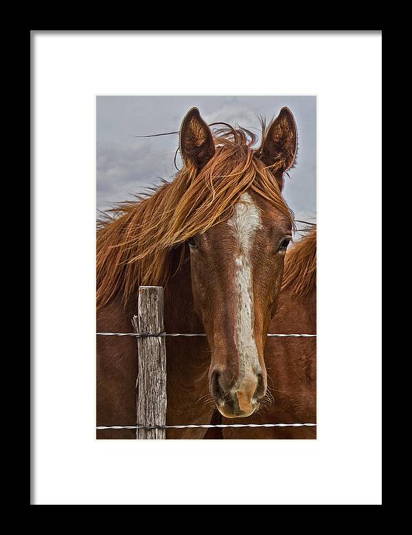 Filly Framed Print featuring the photograph Fine Filly by Mamie Thornbrue