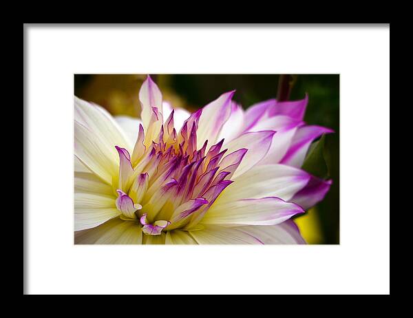 Fire And Ice Framed Print featuring the photograph Fire and Ice - Dahlia by Jordan Blackstone