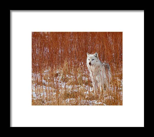 Wolf Framed Print featuring the photograph Fire and Ice by Max Waugh