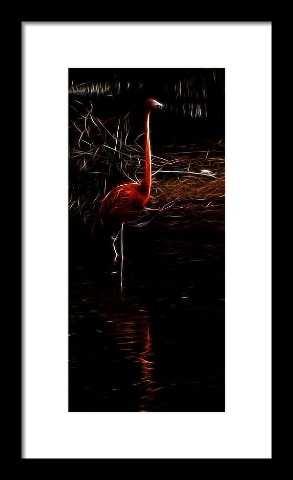 Fire Flamingo Framed Print featuring the photograph Fire Flamingo by Weston Westmoreland