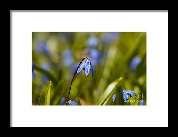 Spring Flowers Framed Print featuring the photograph First Bloom by Dan Hefle