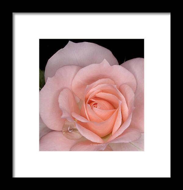 Rose Framed Print featuring the photograph First Bloom by Vickie Szumigala