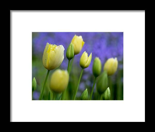 Flowers Framed Print featuring the photograph First Flowers of Spring by Derek Dean