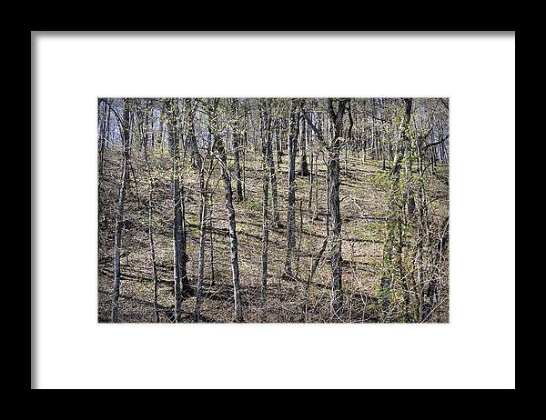 Trees Framed Print featuring the photograph First Green on the Bluffs by Cricket Hackmann