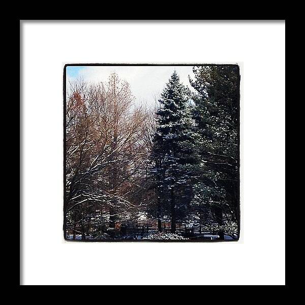  Framed Print featuring the photograph First Snow On The Pines by Frank J Casella