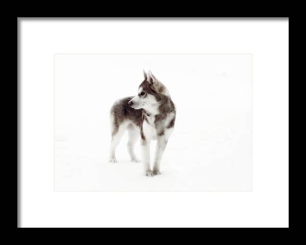 Wolf Photography Dave Pucciarelli Framed Print featuring the photograph First Winter Kayla by Iconic Images Art Gallery David Pucciarelli