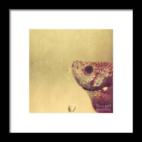 Fish Framed Print featuring the photograph Fish Can Be Sad Too by Aimelle Ml