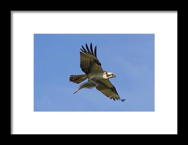 Osprey Framed Print featuring the photograph Fish for dinner by David Freuthal