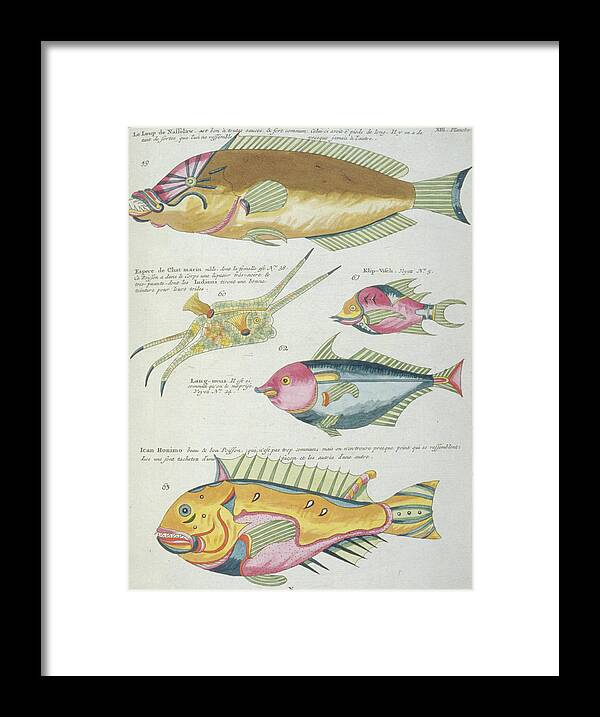 Animal Framed Print featuring the photograph Fish Illustrations by Natural History Museum, London/science Photo Library