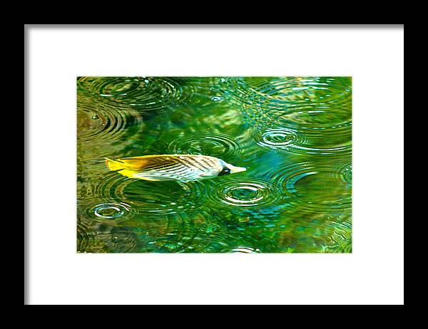 Fish Framed Print featuring the photograph Fish in the rain by Lehua Pekelo-Stearns