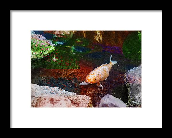 Fish Pond Framed Print featuring the digital art Fish Pond 2 by Susan Stone