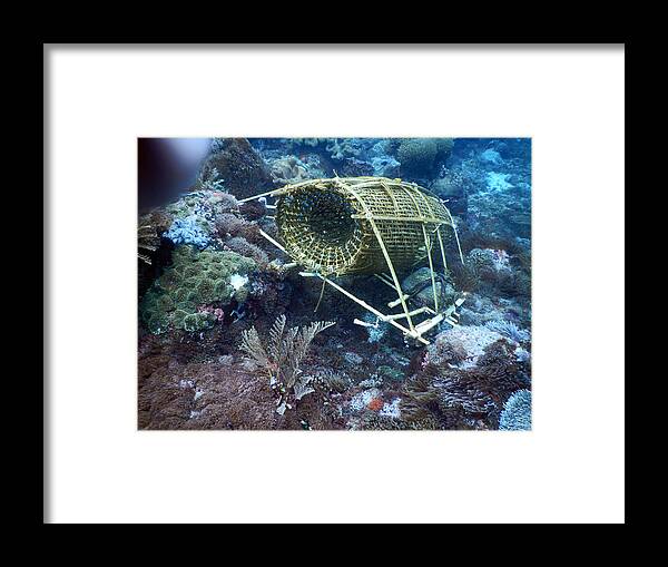 Fish Trap in Reef - Stock Image - C031/6832 - Science Photo Library