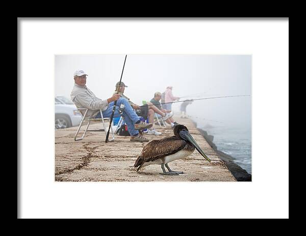 Bird Framed Print featuring the photograph Port Aransas Texas by Mary Lee Dereske