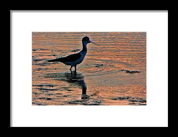 Island Framed Print featuring the photograph Fishing at Sunset by Gary Holmes