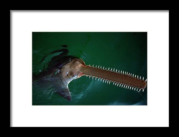 Sawfish Framed Print featuring the photograph Fishing In The Florida Keys by Ronald C. Modra/sports Imagery