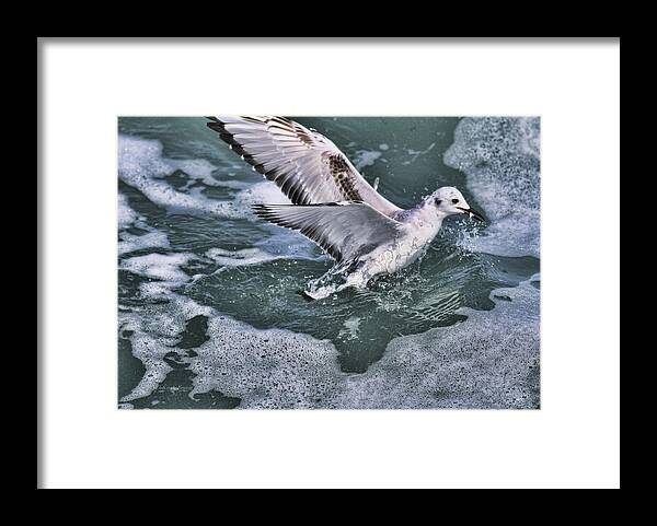 Seagull Framed Print featuring the photograph Fishing In The Foam by Deborah Benoit