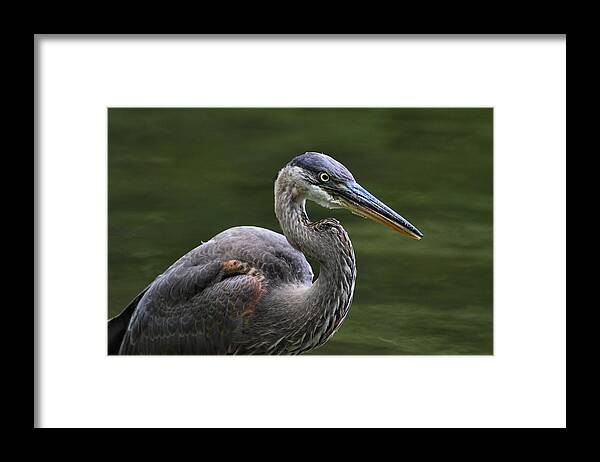Great Blue Heron Framed Print featuring the photograph Fishing by Mike Farslow