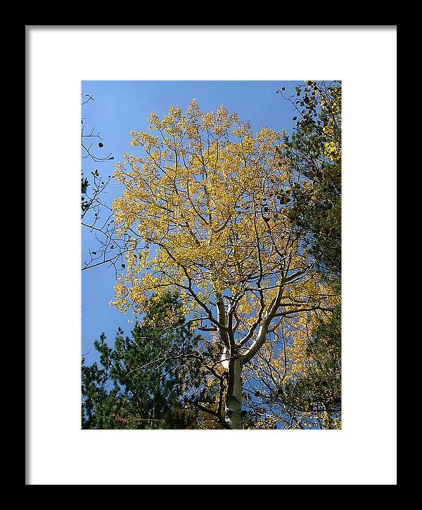 Mary Dove Art Framed Print featuring the photograph Flagstaff Aspens 784 by Mary Dove