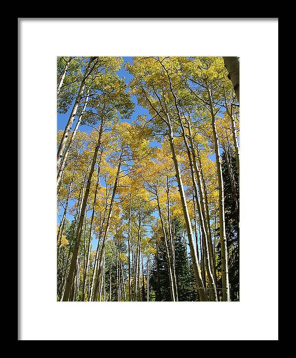 Mary Dove Art Framed Print featuring the photograph Flagstaff Aspens 794 by Mary Dove
