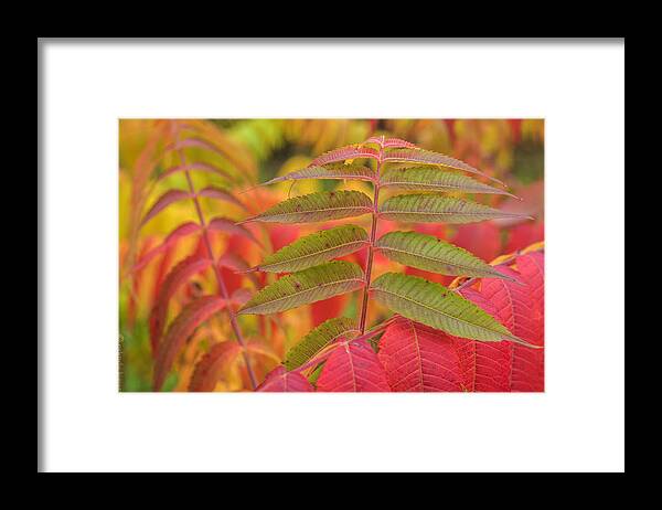 Color Framed Print featuring the photograph Flamboyant Sumac by Arkady Kunysz