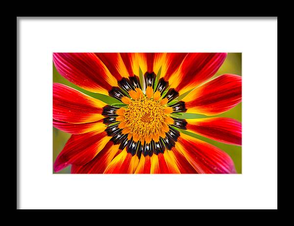 Mexican Sunflower Framed Print featuring the photograph Flames by Jurgen Lorenzen