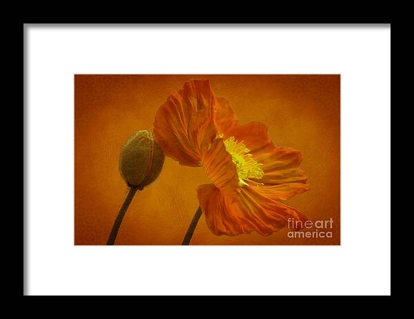 Orange Framed Print featuring the photograph Flaming Beauty by Heiko Koehrer-Wagner