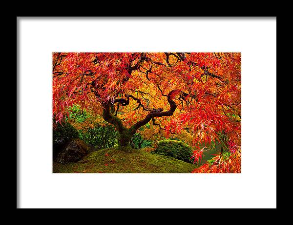 Portland Framed Print featuring the photograph Flaming Maple by Darren White