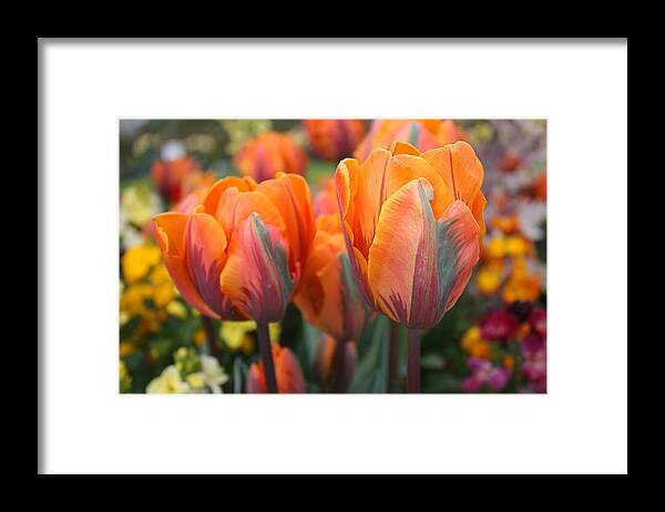 Flora Framed Print featuring the photograph Flaming Tulips by Gerry Bates