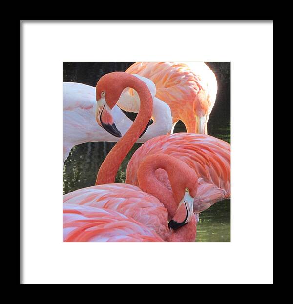 Flamingo Framed Print featuring the photograph Flamingo 7 by Cathy Lindsey