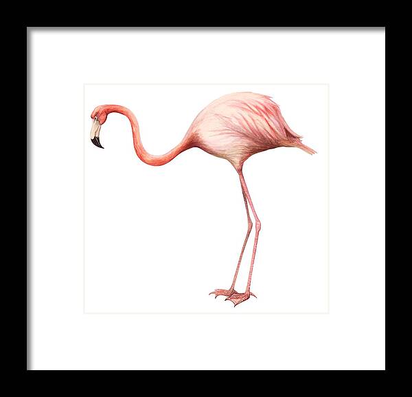 No People; Square Image; Side View; Full Length; White Background; One Animal; Wildlife; Close Up; Zoology; Illustration And Painting; Bird; Beak; Feather; Pink; Web; Flamingo; Phoenicopterus Ruber Framed Print featuring the drawing Flamingo by Anonymous