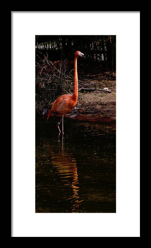 Flamingo Framed Print featuring the photograph Flamingo at rest. by Weston Westmoreland