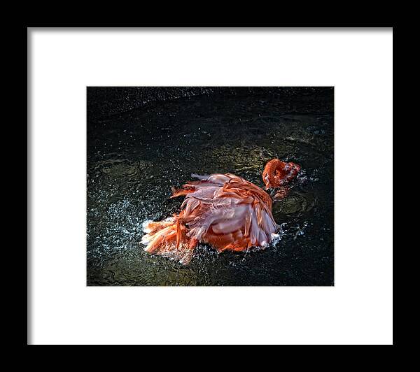America Framed Print featuring the photograph Flamingo Bath by Maggy Marsh