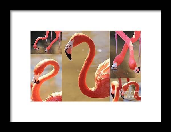Flamingo Framed Print featuring the photograph Flamingo Collage by Carol Groenen