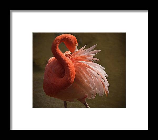 Animal Themes Framed Print featuring the photograph Flamingo Feathers by Jack Nevitt Photography