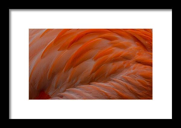 Flamingo Feathers Framed Print featuring the photograph Flamingo Feathers by Michael Hubley