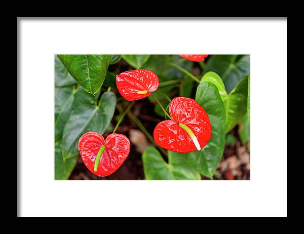 Canary Islands Framed Print featuring the photograph Flamingo Lilies by Johner Images