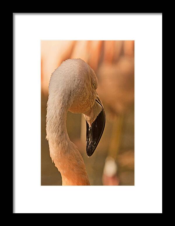American Flamingo Framed Print featuring the photograph Flamingo on a Fall Day by Theo OConnor